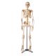 Esqueleto Anatômico 85 cm TGD-0112 Anatomic 